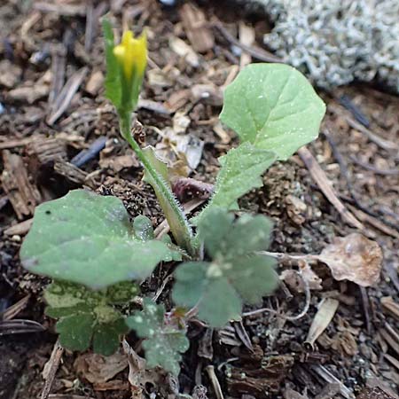 Rhagadiolus edulis \ Essbarer Sichelsalat, Essbarer Sternlattich, Kefalonia Ainos 18.4.2024