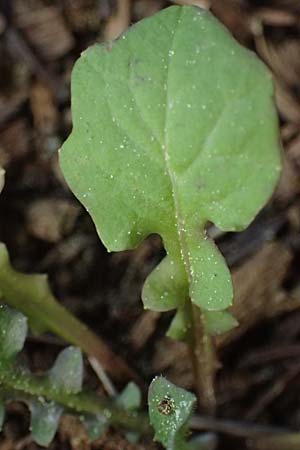 Rhagadiolus edulis \ Essbarer Sichelsalat, Essbarer Sternlattich, Kefalonia Ainos 18.4.2024