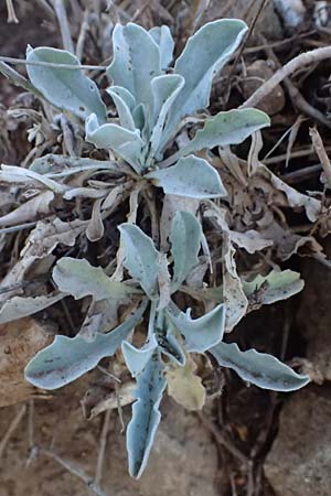 Aurinia saxatilis subsp. orientalis \ &Ouml;stliches Felsen-Steinkraut / Basket of Gold, Goldentuft Alyssum, Kefalonia/Cephalonia Assos 20.4.2024