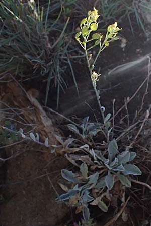Aurinia saxatilis subsp. orientalis \ &Ouml;stliches Felsen-Steinkraut / Basket of Gold, Goldentuft Alyssum, Kefalonia/Cephalonia Assos 20.4.2024