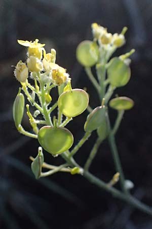 Aurinia saxatilis subsp. orientalis \ &Ouml;stliches Felsen-Steinkraut / Basket of Gold, Goldentuft Alyssum, Kefalonia/Cephalonia Assos 20.4.2024