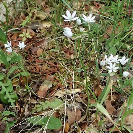 Allium subhirsutum \ Wimperbl&auml;ttriger Lauch / Hairy Garlic, Kefalonia/Cephalonia Sami 22.4.2024
