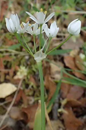 Allium subhirsutum \ Wimperbl&auml;ttriger Lauch / Hairy Garlic, Kefalonia/Cephalonia Sami 22.4.2024