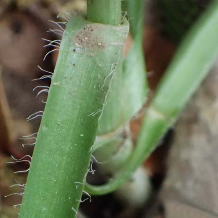 Allium subhirsutum \ Wimperbl&auml;ttriger Lauch / Hairy Garlic, Kefalonia/Cephalonia Sami 22.4.2024
