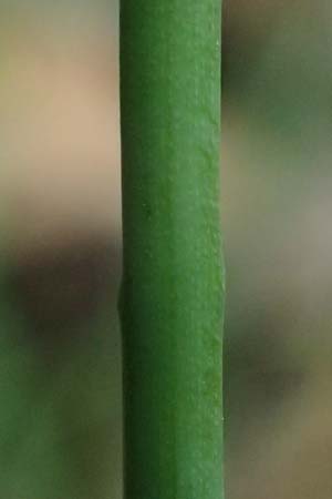 Allium subhirsutum \ Wimperbl&auml;ttriger Lauch / Hairy Garlic, Kefalonia/Cephalonia Sami 22.4.2024