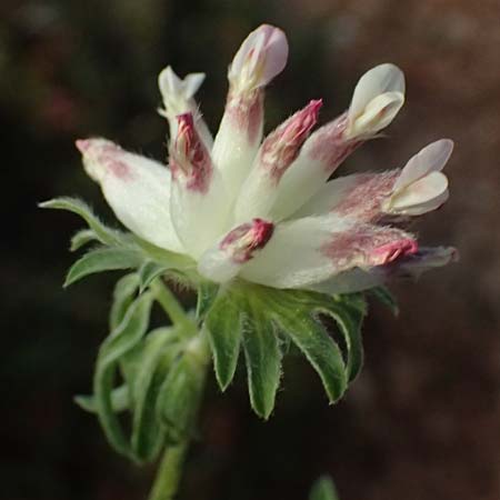 Anthyllis vulneraria subsp. pulchella \ Zierlicher Wundklee, Kefalonia Moni Kipouria 15.4.2024
