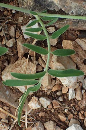 Anthyllis vulneraria subsp. pulchella \ Zierlicher Wundklee, Kefalonia Moni Kipouria 15.4.2024