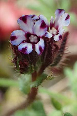 Anchusella variegata \ Bunte Ochsenzunge / Variegated Anchusa, Kefalonia/Cephalonia Komitata 16.4.2024