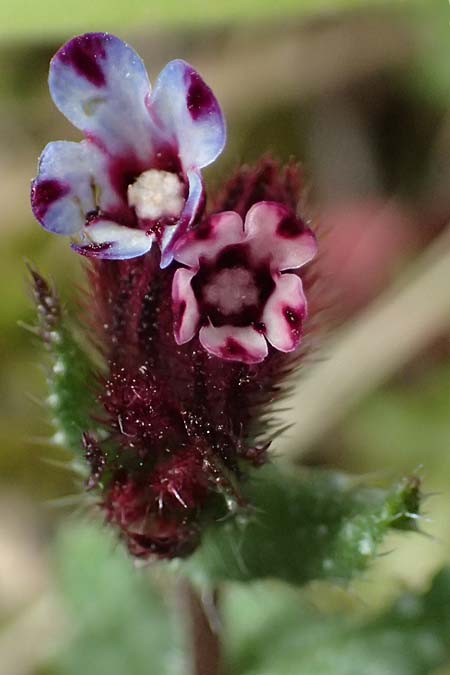 Anchusella variegata \ Bunte Ochsenzunge / Variegated Anchusa, Kefalonia/Cephalonia Komitata 16.4.2024