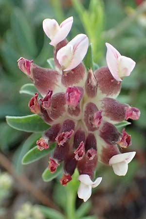 Anthyllis vulneraria subsp. pulchella \ Zierlicher Wundklee, Kefalonia Assos 20.4.2024