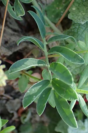 Anthyllis vulneraria subsp. pulchella \ Zierlicher Wundklee, Kefalonia Assos 20.4.2024
