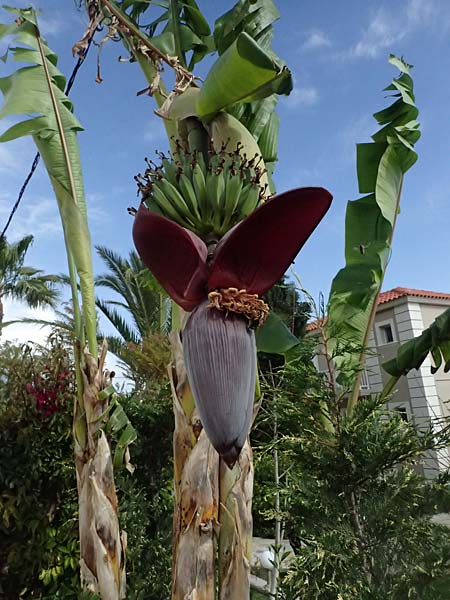 Musa x paradisiaca \ Koch-Banane / Plantain, Kefalonia/Cephalonia Paralia Thomas 21.4.2024
