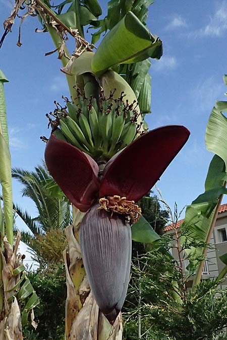 Musa x paradisiaca \ Koch-Banane / Plantain, Kefalonia/Cephalonia Paralia Thomas 21.4.2024