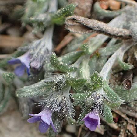 Buglossoides incrassata subsp. incrassata \ Bl&auml;ulicher Acker-Steinsame / Blue Field Gromwell, Kefalonia/Cephalonia Ainos 23.4.2024