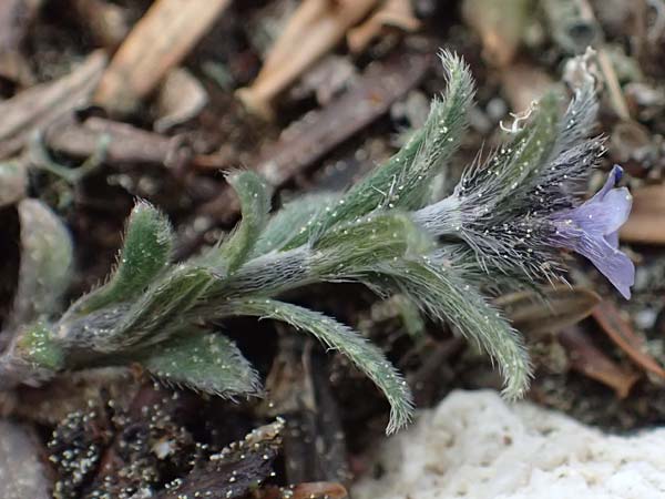 Buglossoides incrassata subsp. incrassata \ Bl&auml;ulicher Acker-Steinsame / Blue Field Gromwell, Kefalonia/Cephalonia Ainos 23.4.2024