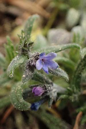 Buglossoides incrassata subsp. incrassata \ Bl&auml;ulicher Acker-Steinsame / Blue Field Gromwell, Kefalonia/Cephalonia Ainos 23.4.2024