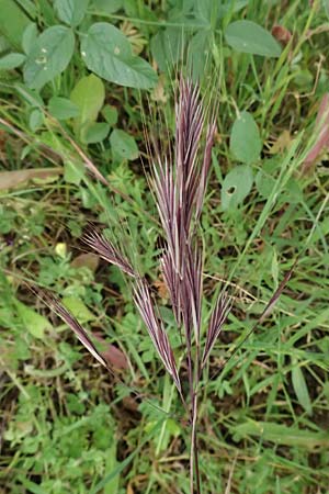 Bromus madritensis \ Mittelmeer-Trespe / Compact Brome, Kefalonia/Cephalonia Paralia Trapezaki 21.4.2024