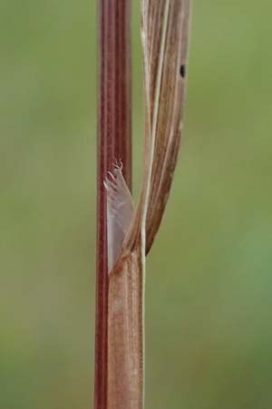 Bromus madritensis \ Mittelmeer-Trespe / Compact Brome, Kefalonia/Cephalonia Paralia Trapezaki 21.4.2024
