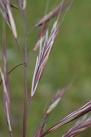 Bromus madritensis \ Mittelmeer-Trespe / Compact Brome, Kefalonia/Cephalonia Paralia Trapezaki 21.4.2024