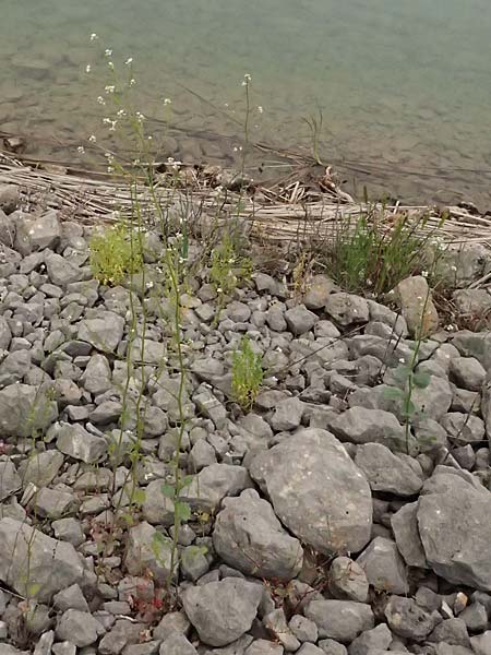 Crambe hispanica \ Spanischer Meerkohl / Spanish Colewort, Kefalonia/Cephalonia Tzanata 23.4.2024