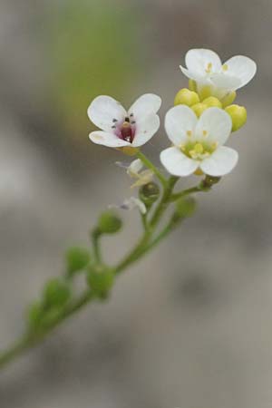 Crambe hispanica \ Spanischer Meerkohl / Spanish Colewort, Kefalonia/Cephalonia Tzanata 23.4.2024