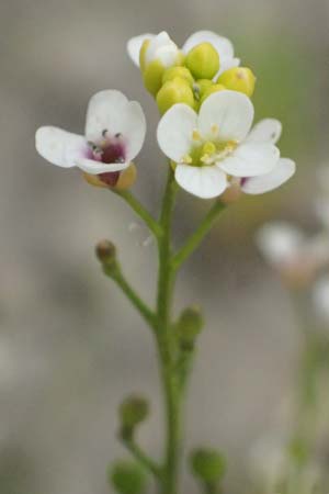 Crambe hispanica \ Spanischer Meerkohl / Spanish Colewort, Kefalonia/Cephalonia Tzanata 23.4.2024