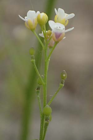 Crambe hispanica \ Spanischer Meerkohl / Spanish Colewort, Kefalonia/Cephalonia Tzanata 23.4.2024