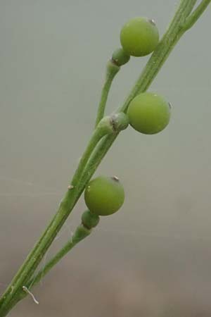 Crambe hispanica \ Spanischer Meerkohl / Spanish Colewort, Kefalonia/Cephalonia Tzanata 23.4.2024