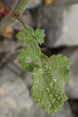 Crambe hispanica \ Spanischer Meerkohl / Spanish Colewort, Kefalonia/Cephalonia Tzanata 23.4.2024