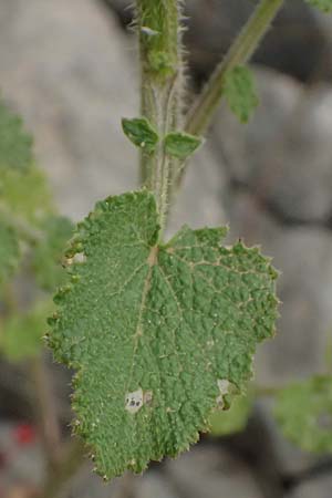 Crambe hispanica \ Spanischer Meerkohl / Spanish Colewort, Kefalonia/Cephalonia Tzanata 23.4.2024