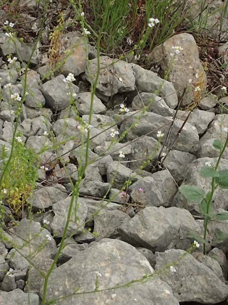 Crambe hispanica \ Spanischer Meerkohl / Spanish Colewort, Kefalonia/Cephalonia Tzanata 23.4.2024