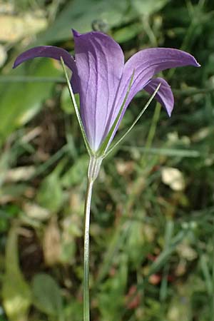 Campanula spatulata subsp. spruneriana \ Spruners Glockenblume / Spruner's Bellflower, Kefalonia/Cephalonia Moni Kipouria 15.4.2024
