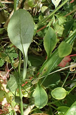 Campanula spatulata subsp. spruneriana \ Spruners Glockenblume / Spruner's Bellflower, Kefalonia/Cephalonia Moni Kipouria 15.4.2024
