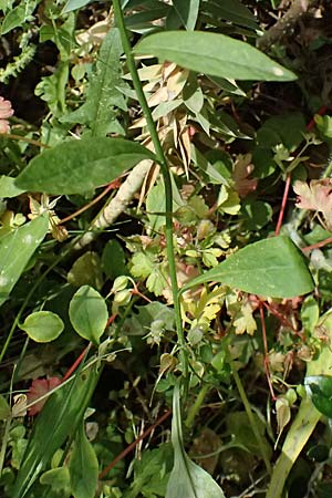 Campanula spatulata subsp. spruneriana \ Spruners Glockenblume / Spruner's Bellflower, Kefalonia/Cephalonia Moni Kipouria 15.4.2024