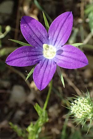Campanula spatulata subsp. spruneriana \ Spruners Glockenblume / Spruner's Bellflower, Kefalonia/Cephalonia Moni Kipouria 15.4.2024