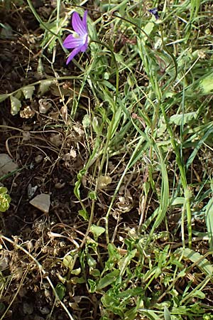 Campanula spatulata subsp. spruneriana \ Spruners Glockenblume / Spruner's Bellflower, Kefalonia/Cephalonia Moni Kipouria 15.4.2024