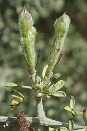 Calicotome villosa \ Behaarter Dorn-Ginster, Kefalonia Kap Mounda 17.4.2024