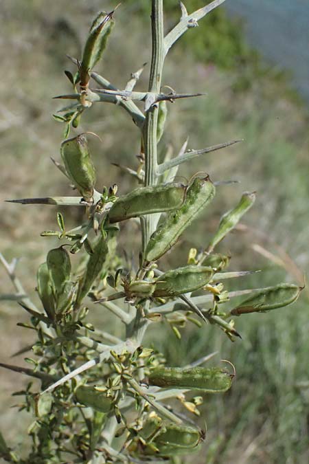 Calicotome villosa \ Behaarter Dorn-Ginster, Kefalonia Kap Mounda 17.4.2024