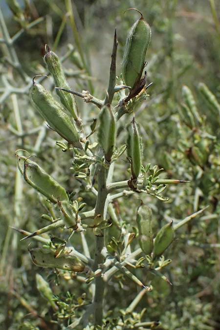 Calicotome villosa \ Behaarter Dorn-Ginster, Kefalonia Kap Mounda 17.4.2024