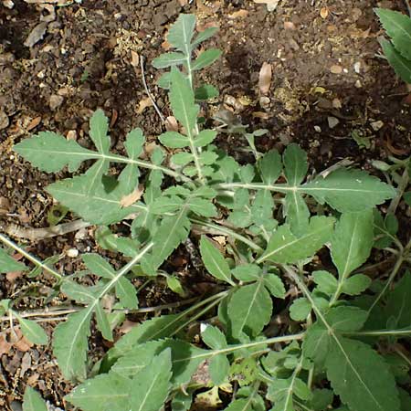 Cephalaria ambrosioides \ Balkan-Schuppenkopf / Balkans Scabiosa, Kefalonia/Cephalonia   25.4.2024