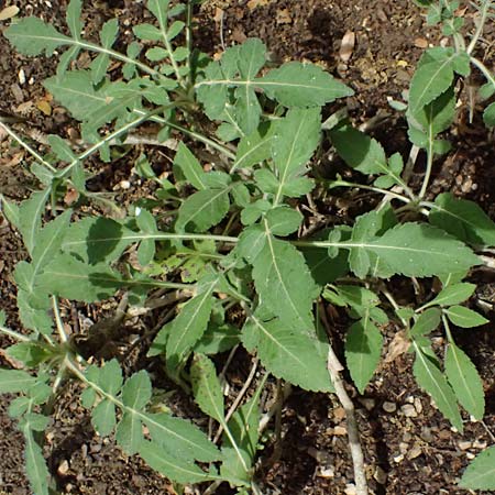 Cephalaria ambrosioides \ Balkan-Schuppenkopf / Balkans Scabiosa, Kefalonia/Cephalonia   25.4.2024