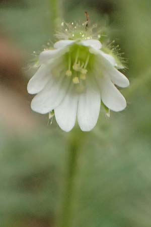 Cerastium illyricum subsp. brachiatum \ Illyrisches Hornkraut / Illyrian Mouse-Ear, Kefalonia/Cephalonia Ainos 23.4.2024