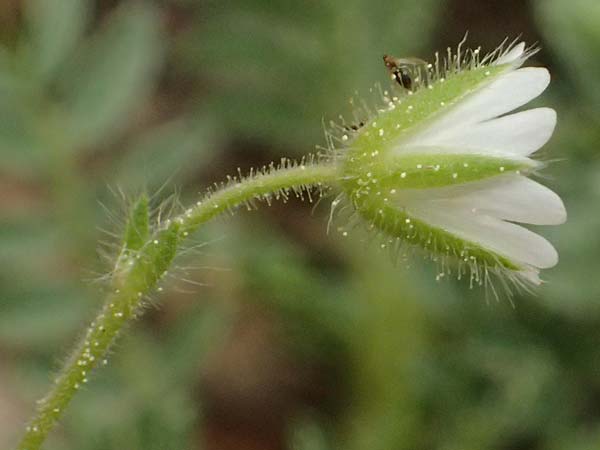 Cerastium illyricum subsp. brachiatum \ Illyrisches Hornkraut / Illyrian Mouse-Ear, Kefalonia/Cephalonia Ainos 23.4.2024