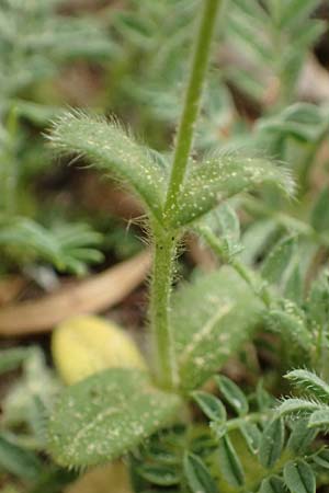 Cerastium illyricum subsp. brachiatum \ Illyrisches Hornkraut / Illyrian Mouse-Ear, Kefalonia/Cephalonia Ainos 23.4.2024