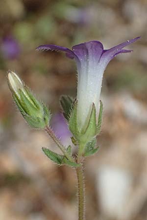 Campanula drabifolia \ Hungerblumenbl&auml;ttrige Glockenblume / Draba-Leaved Bellflower, Kefalonia/Cephalonia Chavdata 15.4.2024