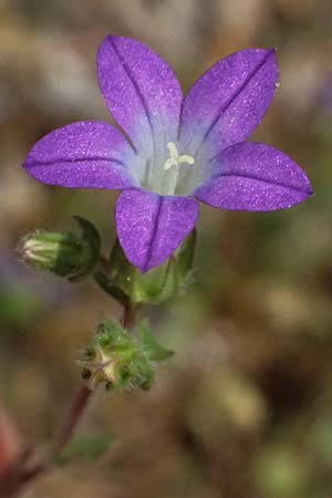 Campanula drabifolia \ Hungerblumenbl&auml;ttrige Glockenblume / Draba-Leaved Bellflower, Kefalonia/Cephalonia Chavdata 15.4.2024