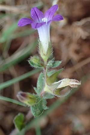 Campanula drabifolia \ Hungerblumenbl&auml;ttrige Glockenblume / Draba-Leaved Bellflower, Kefalonia/Cephalonia Argostoli 19.4.2024