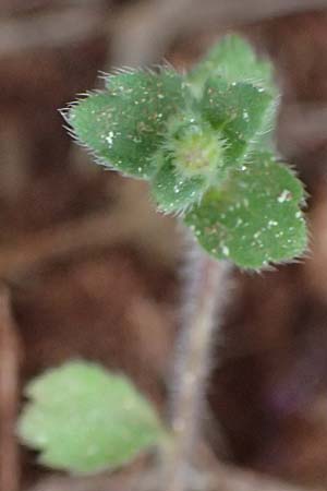 Campanula drabifolia \ Hungerblumenbl&auml;ttrige Glockenblume / Draba-Leaved Bellflower, Kefalonia/Cephalonia Argostoli 19.4.2024