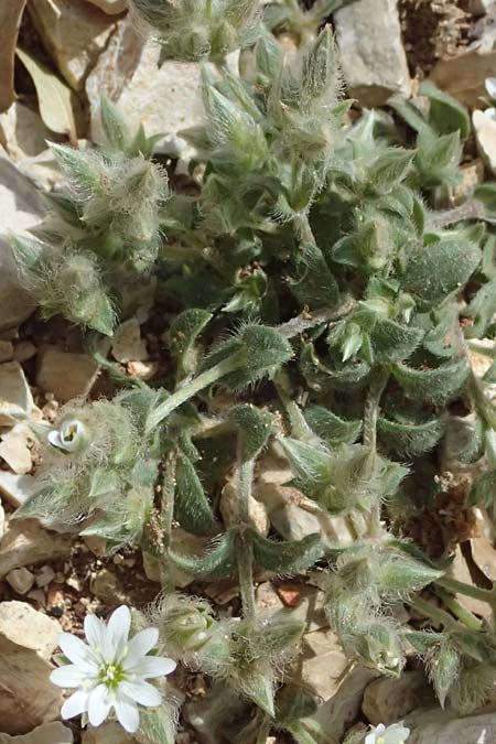 Cerastium illyricum subsp. brachiatum \ Illyrisches Hornkraut / Illyrian Mouse-Ear, Kefalonia/Cephalonia Ainos 24.4.2024