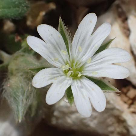 Cerastium illyricum subsp. brachiatum \ Illyrisches Hornkraut / Illyrian Mouse-Ear, Kefalonia/Cephalonia Ainos 24.4.2024